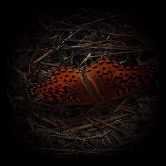 Meet your Posher, Roman - Picture 1 of 1